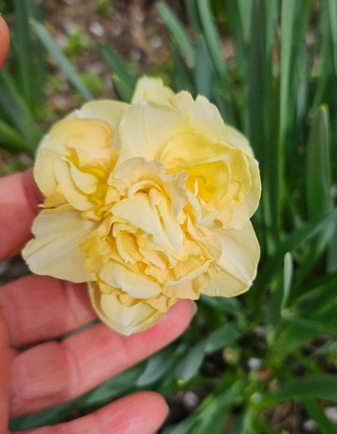  - Narcise 2017 2023 24