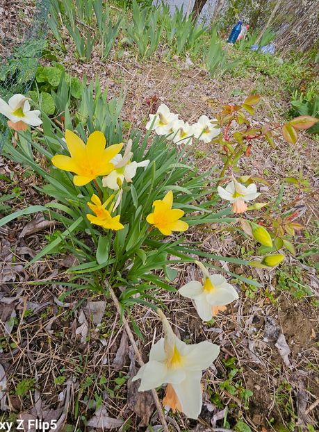  - Narcise 2017 2023 24