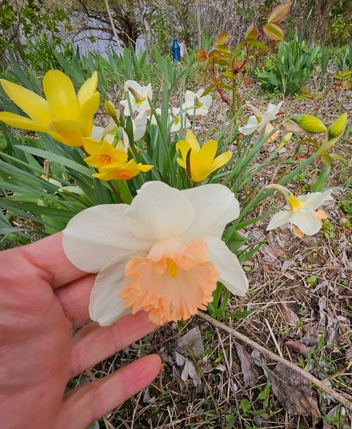  - Narcise 2017 2023 24