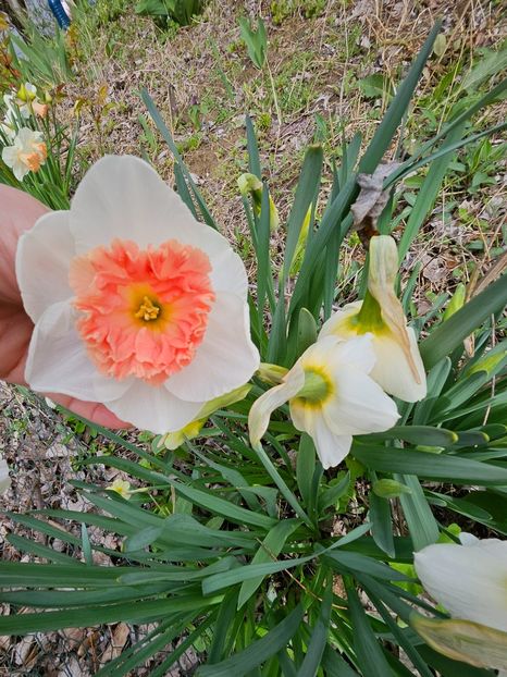  - Narcise 2017 2023 24