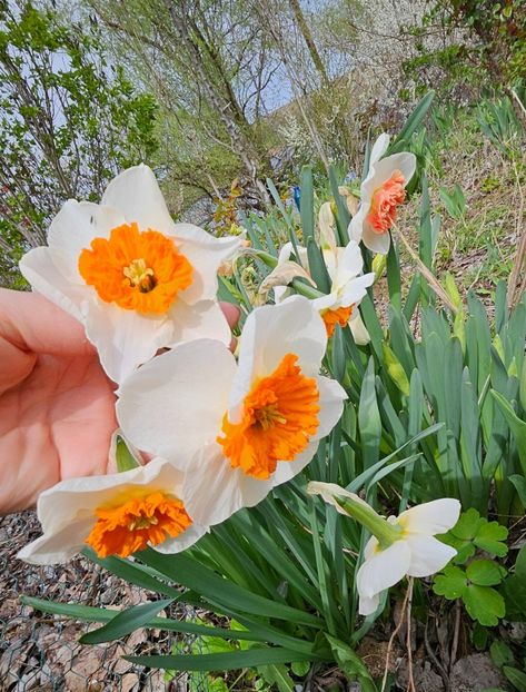  - Narcise 2017 2023 24