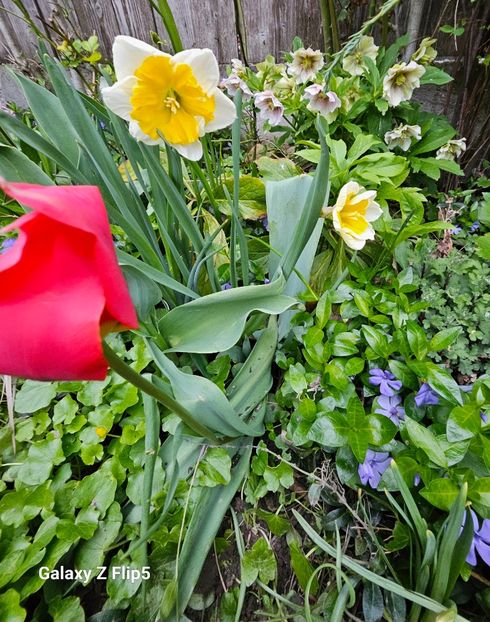  - Narcise 2017 2023 24