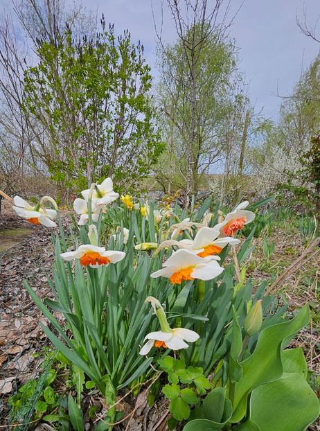  - Narcise 2017 2023 24