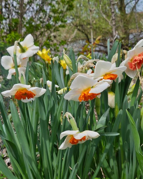  - Narcise 2017 2023 24