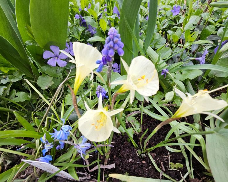  - Narcise 2017 2023 24