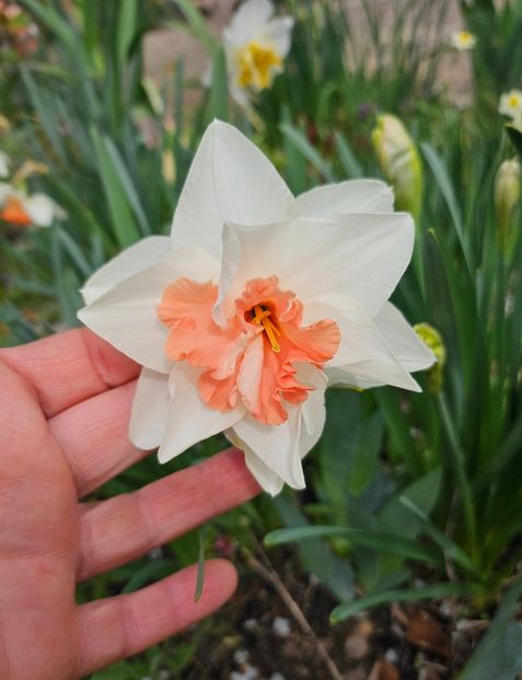  - Narcise 2017 2023 24