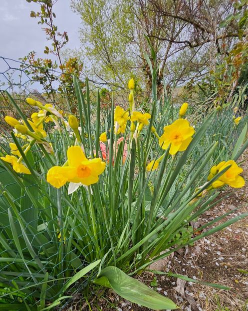  - Narcise 2017 2023 24