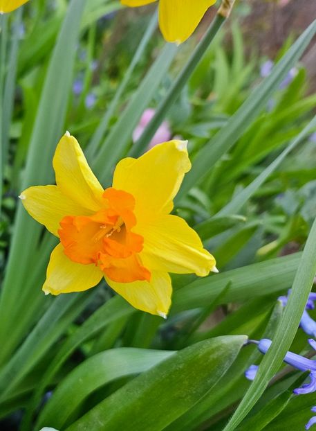  - Narcise 2017 2023 24