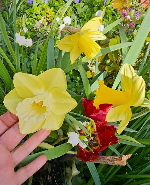  - Narcise 2017 2023 24