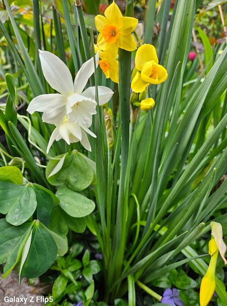  - Narcise 2017 2023 24