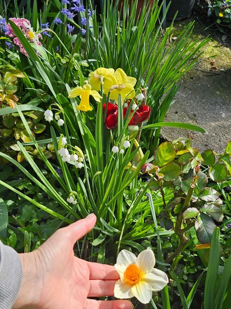  - Narcise 2017 2023 24