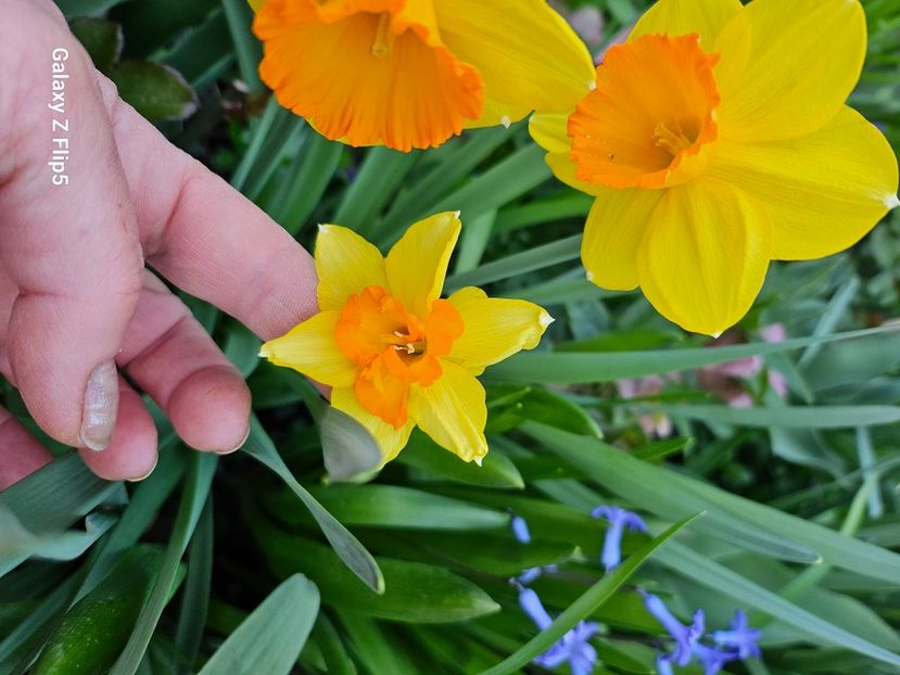  - Narcise 2017 2023 24