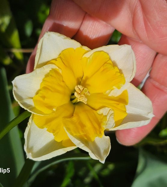  - Narcise 2017 2023 24