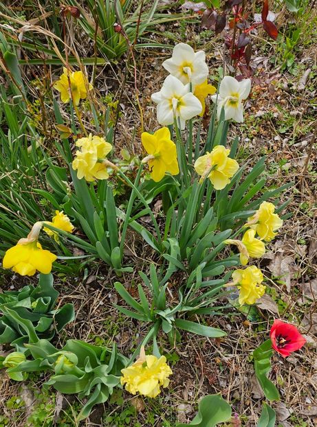  - Narcise 2017 2023 24