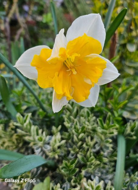  - Narcise 2017 2023 24