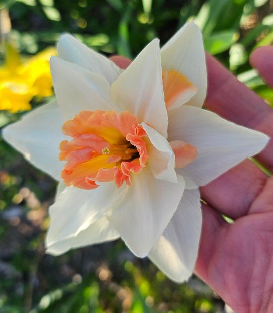  - Narcise 2017 2023 24