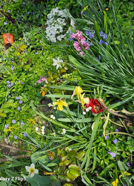  - Narcise 2017 2023 24