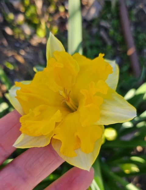  - Narcise 2017 2023 24