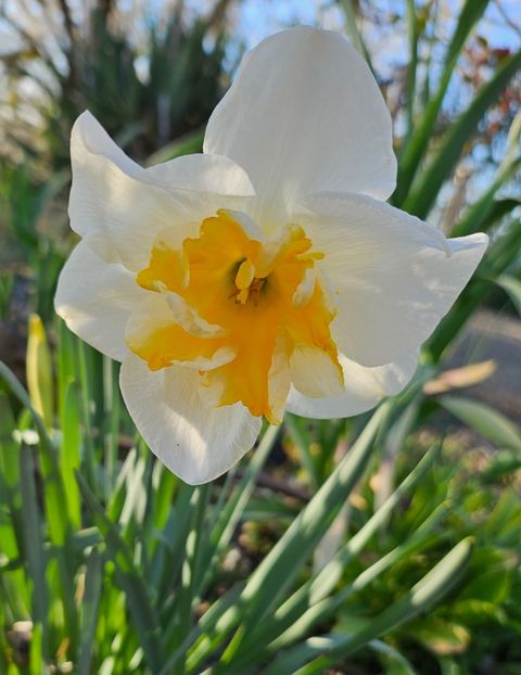 Lemn Beauty - Narcise 2017 2023 24