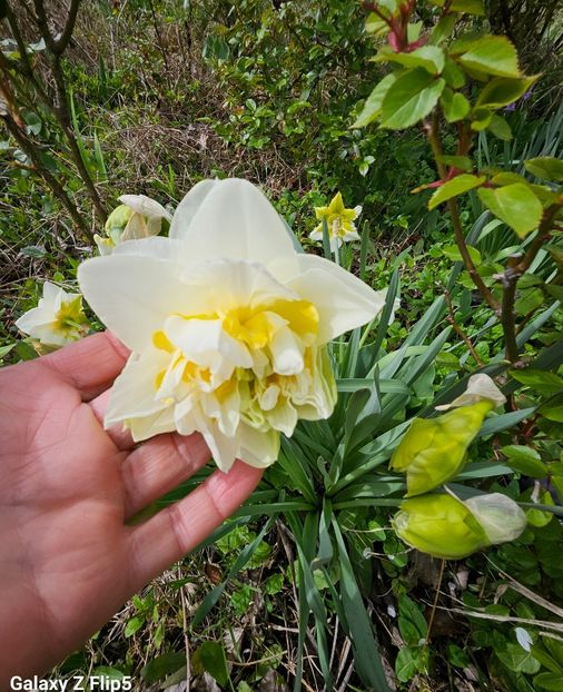  - Narcise 2017 2023 24