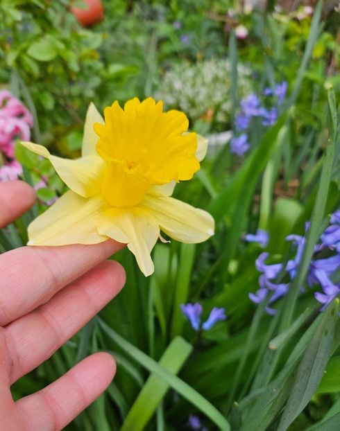  - Narcise 2017 2023 24