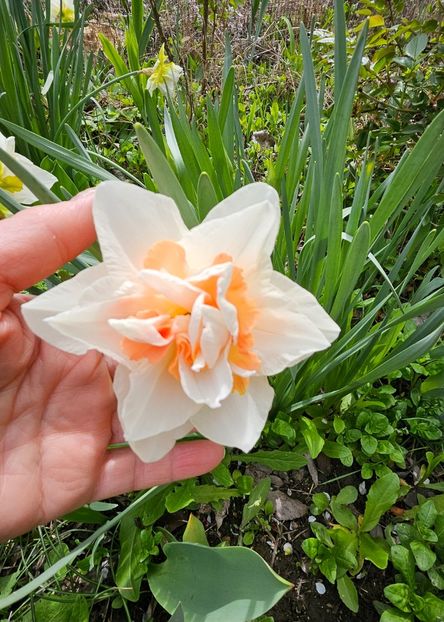  - Narcise 2017 2023 24