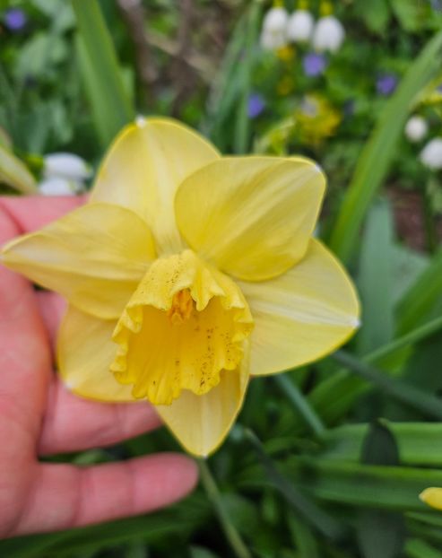  - Narcise 2017 2023 24