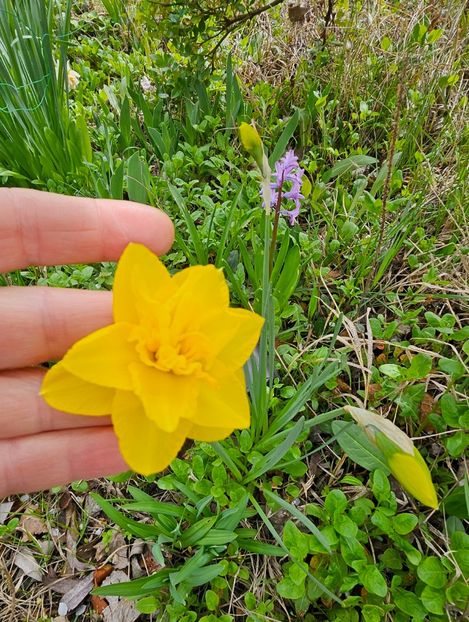  - Narcise 2017 2023 24