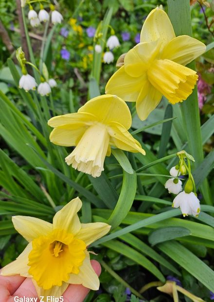  - Narcise 2017 2023 24