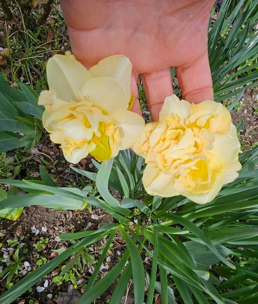  - Narcise 2017 2023 24