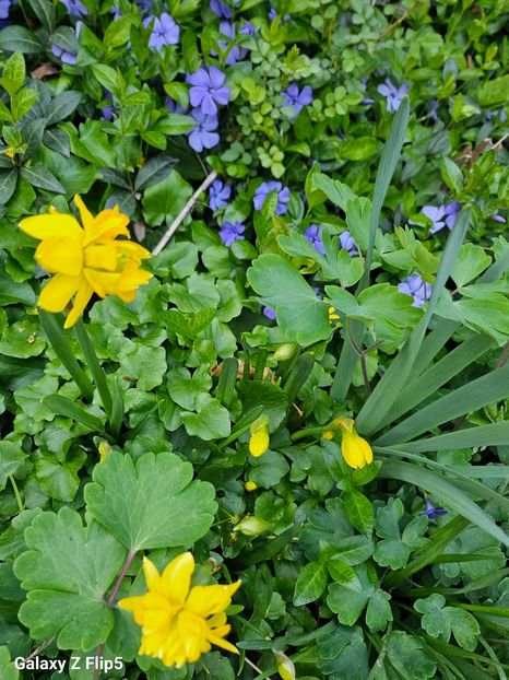  - Narcise 2017 2023 24