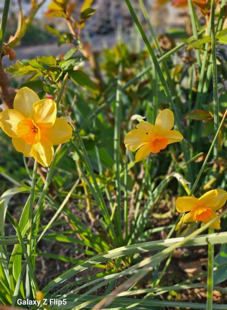  - Narcise 2017 2023 24