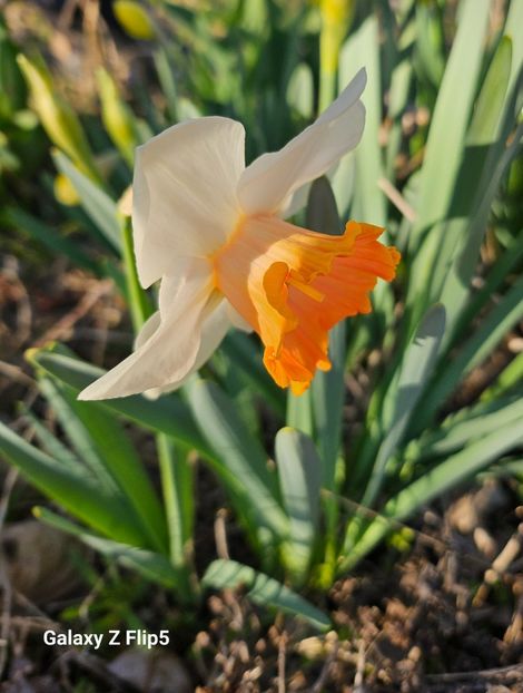  - Narcise 2017 2023 24