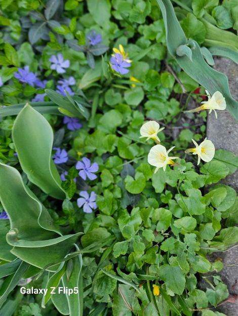  - Narcise 2017 2023 24