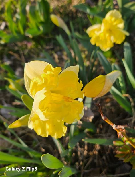  - Narcise 2017 2023 24