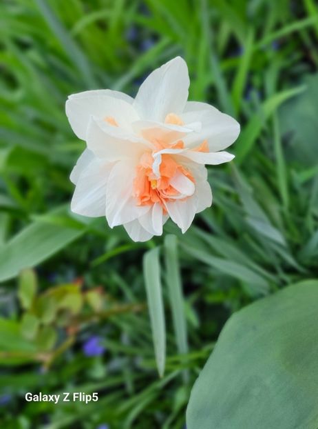  - Narcise 2017 2023 24