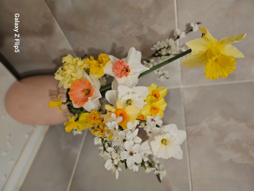  - Narcise 2017 2023 24