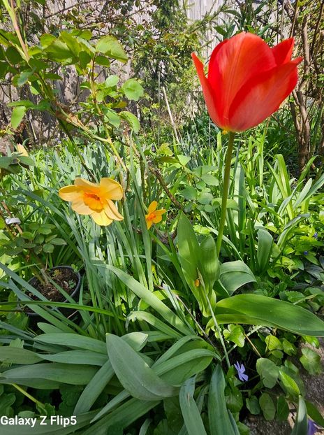  - Narcise 2017 2023 24