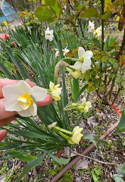  - Narcise 2017 2023 24