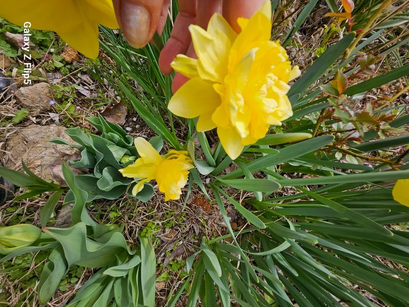  - Narcise 2017 2023 24