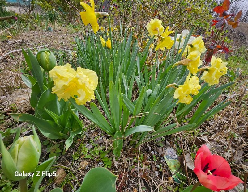  - Narcise 2017 2023 24