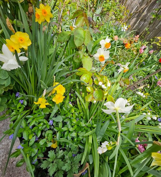  - Narcise 2017 2023 24