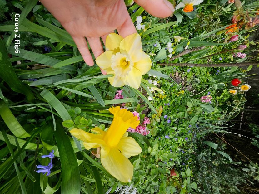  - Narcise 2017 2023 24