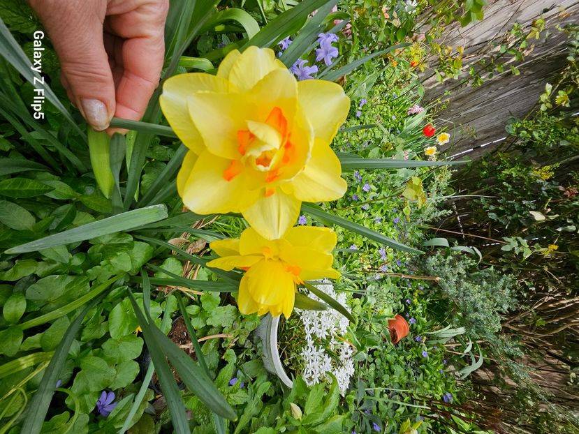  - Narcise 2017 2023 24