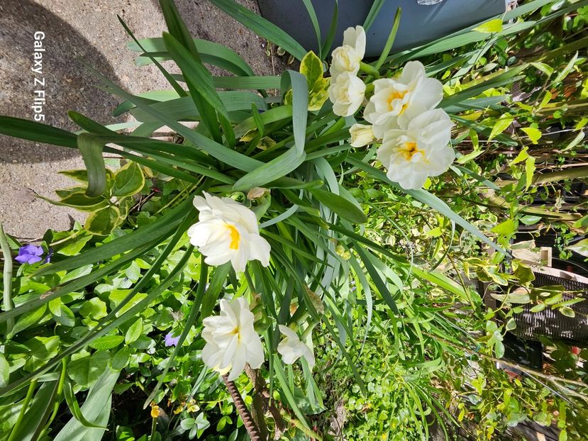  - Narcise 2017 2023 24