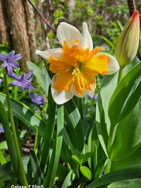  - Narcise 2017 2023 24