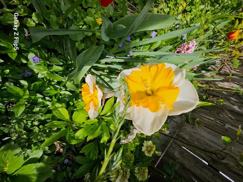  - Narcise 2017 2023 24