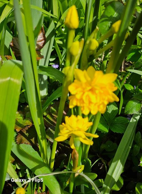  - Narcise 2017 2023 24