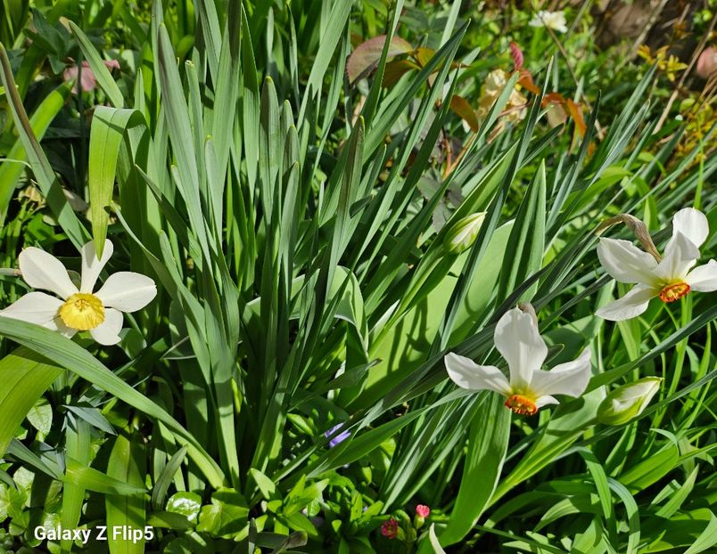  - Narcise 2017 2023 24