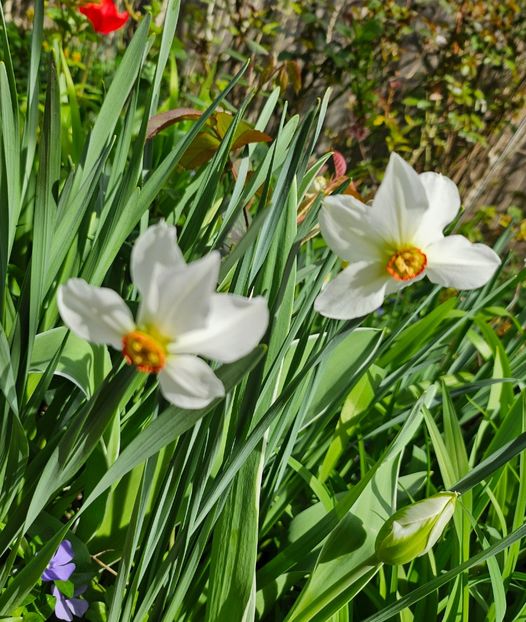  - Narcise 2017 2023 24